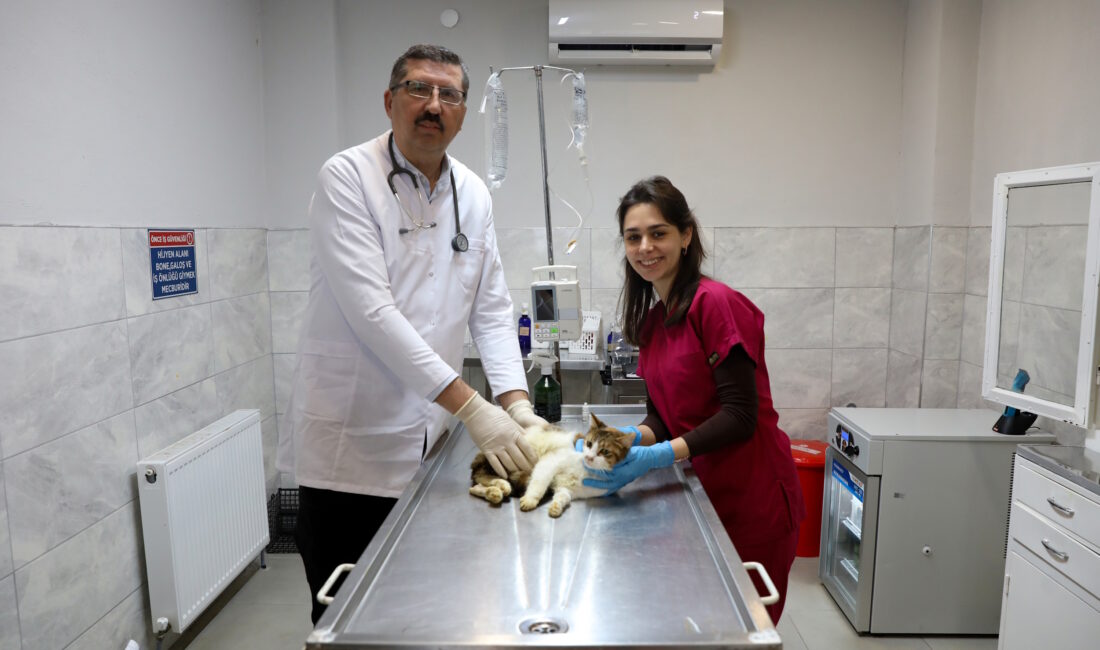  Bursa’da araç çarpması sonucu arka bacağı kırılan ve şok