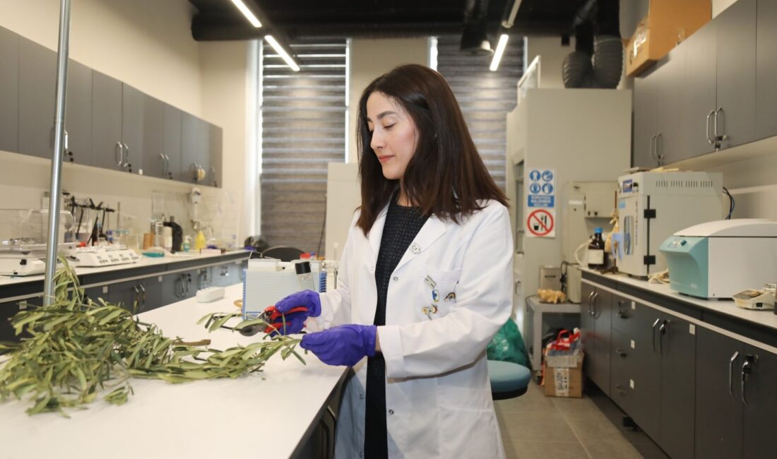 BTÜ’de geliştirilen proje ile zeytin budama atıkları, suyu tutan ve