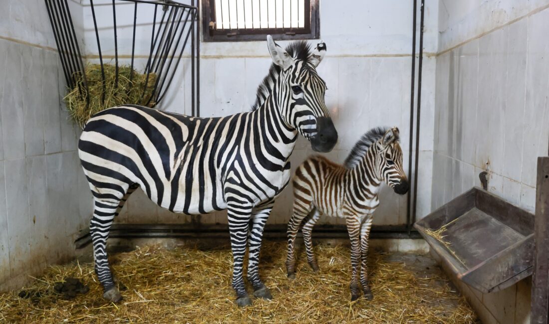 Türkiye’nin en büyük zebra sürüsüne ev sahipliği yapan Bursa Hayvanat